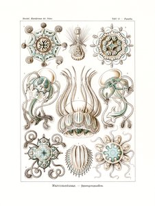 Narcomedusae，1899-1904 作者 德国学校